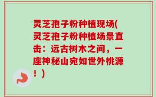 灵芝孢子粉种植现场(灵芝孢子粉种植场景直击：远古树木之间，一座神秘山宛如世外桃源！)