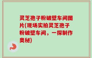 灵芝孢子粉破壁车间图片(现场实拍灵芝孢子粉破壁车间，一探制作奥秘)