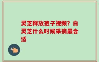 灵芝释放孢子视频？白灵芝什么时候采摘最合适