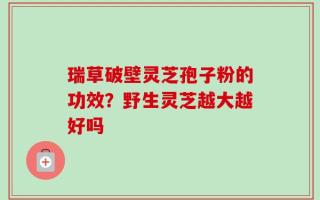 瑞草破壁灵芝孢子粉的功效？野生灵芝越大越好吗