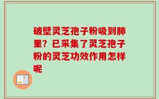 破壁灵芝孢子粉吸到肺里？已采集了灵芝孢子粉的灵芝功效作用怎样呢
