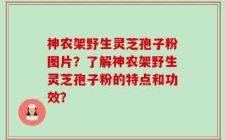 神农架野生灵芝孢子粉图片？了解神农架野生灵芝孢子粉的特点和功效？