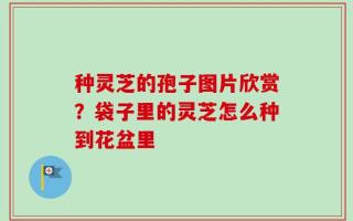 种灵芝的孢子图片欣赏？袋子里的灵芝怎么种到花盆里