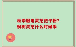 秋季服用灵芝孢子粉？枫树灵芝什么时候采