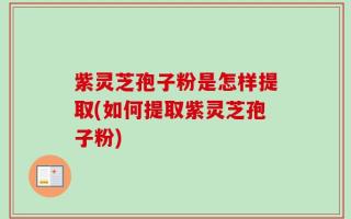 紫灵芝孢子粉是怎样提取(如何提取紫灵芝孢子粉)