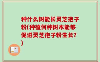 种什么树能长灵芝孢子粉(种植何种树木能够促进灵芝孢子粉生长？)