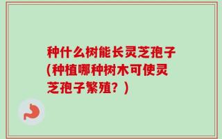 种什么树能长灵芝孢子(种植哪种树木可使灵芝孢子繁殖？)