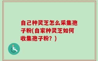 自己种灵芝怎么采集孢子粉(自家种灵芝如何收集孢子粉？)