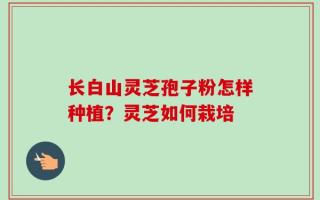 长白山灵芝孢子粉怎样种植？灵芝如何栽培