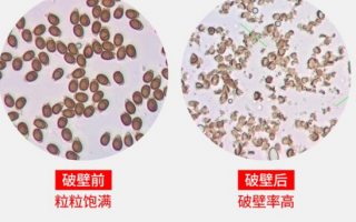 吃了灵芝孢子粉肚子疼？ 专家说：可能是吃到了三无产品！   