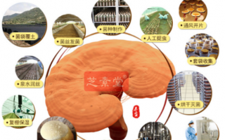哪个品牌的灵芝孢子粉好?卡这几条标准让你选品无忧