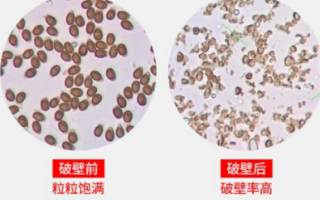 灵芝孢子粉孩子能吃吗？灵芝孢子粉适宜人群有哪些？