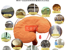 灵芝孢子粉睡前吃好吗，这几个时间吃灵芝孢子粉效果异常的好