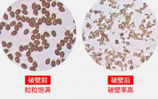 灵芝孢子粉的用处，还不知道的就太亏了！