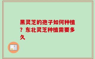黑灵芝的孢子如何种植？东北灵芝种植需要多久