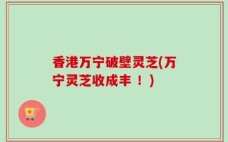 香港万宁破壁灵芝(万宁灵芝收成丰 ！)