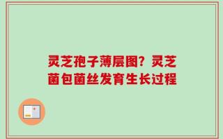 灵芝孢子薄层图？灵芝菌包菌丝发育生长过程