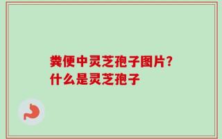 粪便中灵芝孢子图片？什么是灵芝孢子