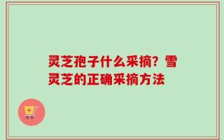 灵芝孢子什么采摘？雪灵芝的正确采摘方法