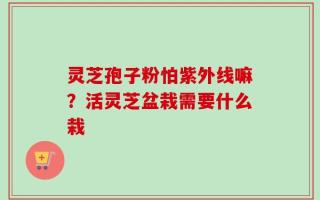 灵芝孢子粉怕紫外线嘛？活灵芝盆栽需要什么栽