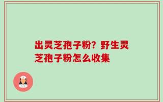 出灵芝孢子粉？野生灵芝孢子粉怎么收集