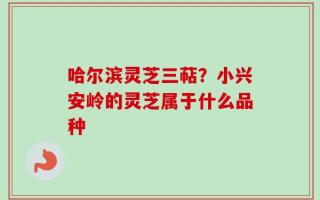 哈尔滨灵芝三萜？小兴安岭的灵芝属于什么品种