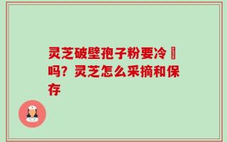 灵芝破壁孢子粉要冷蔵吗？灵芝怎么采摘和保存