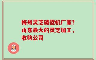 梅州灵芝破壁机厂家？山东最大的灵芝加工，收购公司