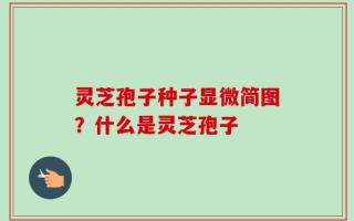 灵芝孢子种子显微简图？什么是灵芝孢子