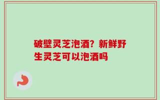 破壁灵芝泡酒？新鲜野生灵芝可以泡酒吗
