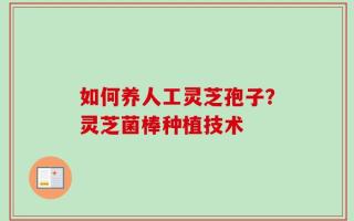 如何养人工灵芝孢子？灵芝菌棒种植技术
