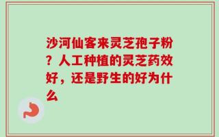 沙河仙客来灵芝孢子粉？人工种植的灵芝药效好，还是野生的好为什么