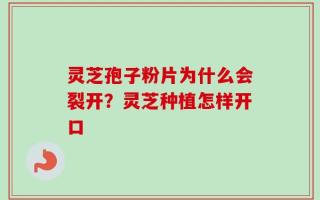 灵芝孢子粉片为什么会裂开？灵芝种植怎样开口