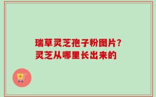 瑞草灵芝孢子粉图片？灵芝从哪里长出来的