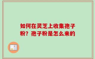 如何在灵芝上收集孢子粉？孢子粉是怎么来的