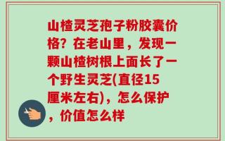 山楂灵芝孢子粉胶囊价格？在老山里，发现一颗山楂树根上面长了一个野生灵芝(直径15厘米左右)，怎么保护，价值怎么样