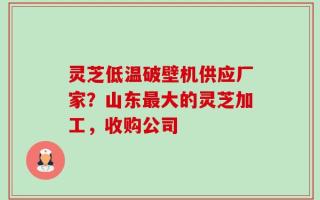灵芝低温破壁机供应厂家？山东最大的灵芝加工，收购公司