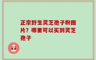 正宗野生灵芝孢子粉图片？哪里可以买到灵芝孢子
