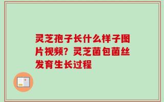 灵芝孢子长什么样子图片视频？灵芝菌包菌丝发育生长过程