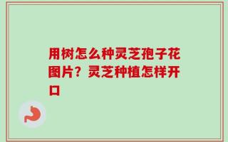 用树怎么种灵芝孢子花图片？灵芝种植怎样开口