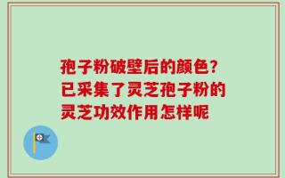 孢子粉破壁后的颜色？已采集了灵芝孢子粉的灵芝功效作用怎样呢