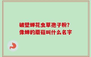 破壁蝉花虫草孢子粉？像蝉的蘑菇叫什么名字