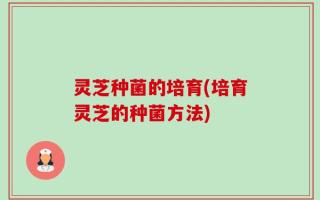 灵芝种菌的培育(培育灵芝的种菌方法)