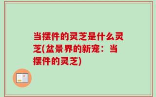 当摆件的灵芝是什么灵芝(盆景界的新宠：当摆件的灵芝)