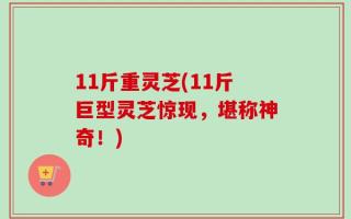 11斤重灵芝(11斤巨型灵芝惊现，堪称神奇！)