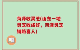 菏泽收灵芝(山东一地灵芝收成好，菏泽灵芝销路喜人)