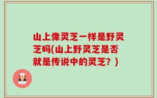 山上像灵芝一样是野灵芝吗(山上野灵芝是否就是传说中的灵芝？)