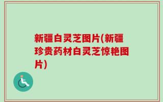 新疆白灵芝图片(新疆珍贵药材白灵芝惊艳图片)
