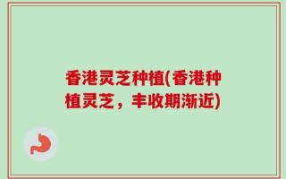 香港灵芝种植(香港种植灵芝，丰收期渐近)