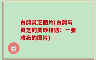 白鸽灵芝图片(白鸽与灵芝的美妙相遇：一张难忘的图片)